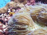 "soft coral photo"